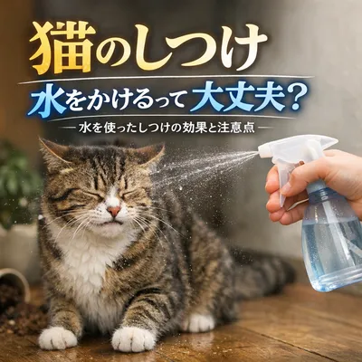 猫 しつけ 水をかけるって大丈夫？