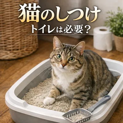 猫 しつけ トイレは必要？
