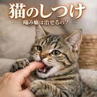 猫 しつけ 噛み癖は治せるの？