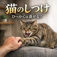 猫 しつけ ひっかくは直せる？