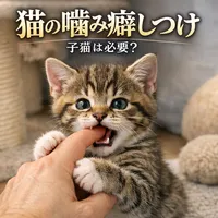 猫 噛む しつけ 子猫は必要？