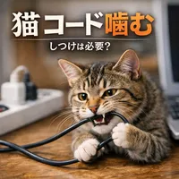 猫 コード 噛む しつけは必要？