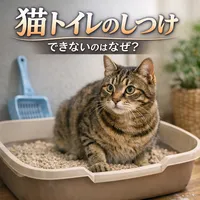 猫 トイレ しつけ できないのはなぜ？