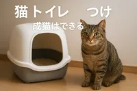 猫 トイレ しつけ 成猫はできる？