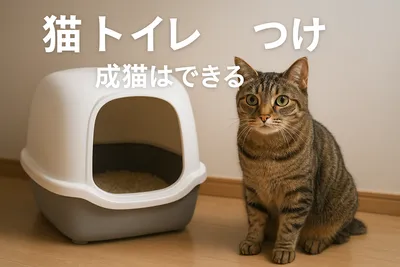 猫 トイレ しつけ 成猫はできる？