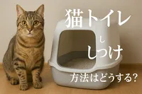 猫 トイレ しつけ 方法はどうする？