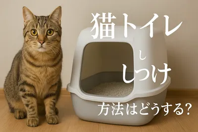 猫 トイレ しつけ 方法はどうする？