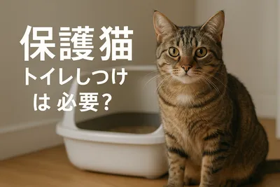 保護 猫 トイレ しつけは必要？